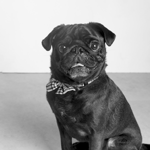 Fundraising Page: Miles Stone Patterson